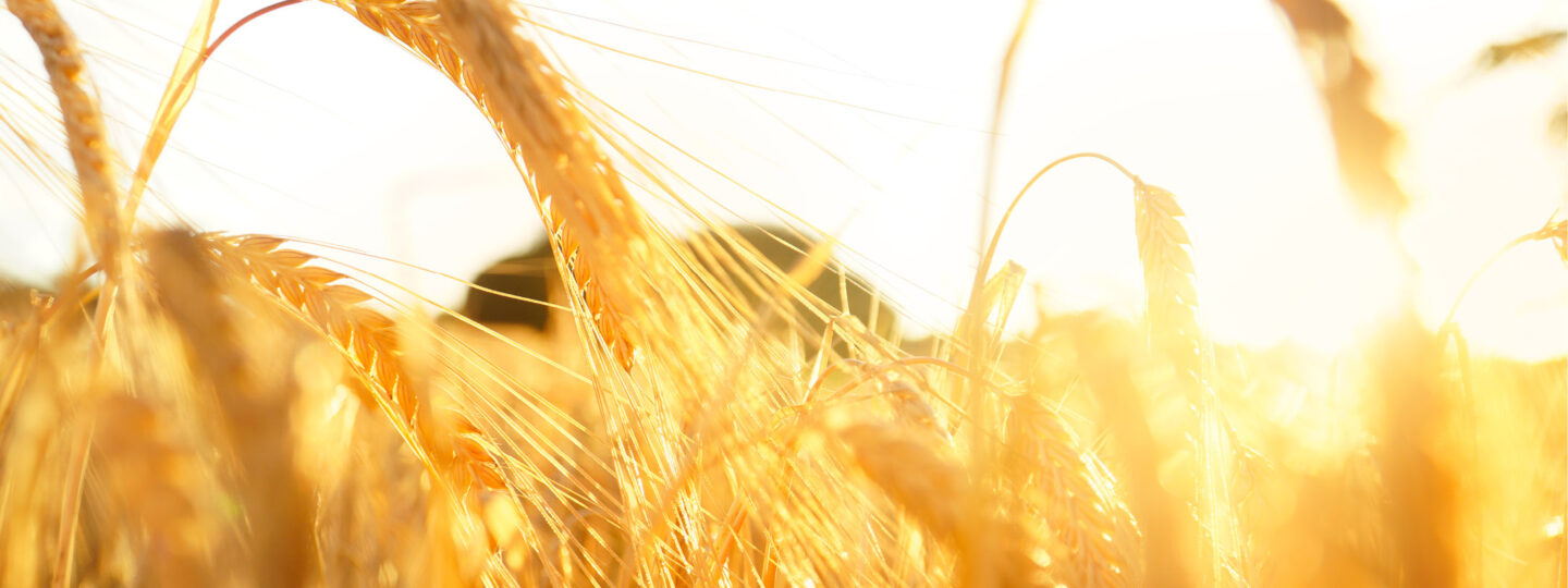 Teaching For Creativity Header